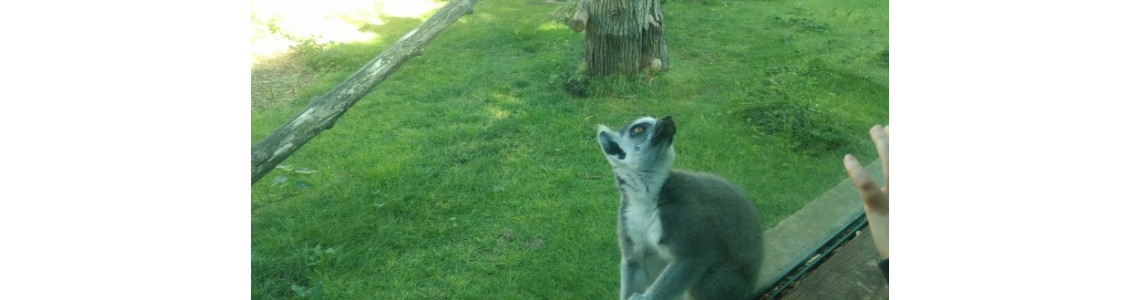 Nel giardino zoologico